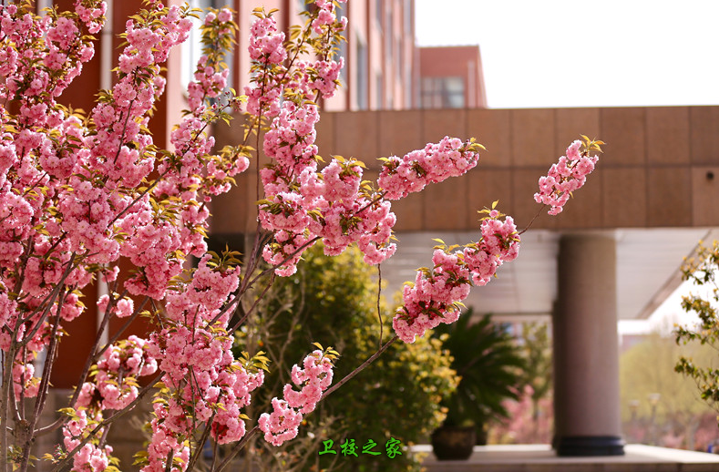 学校景色